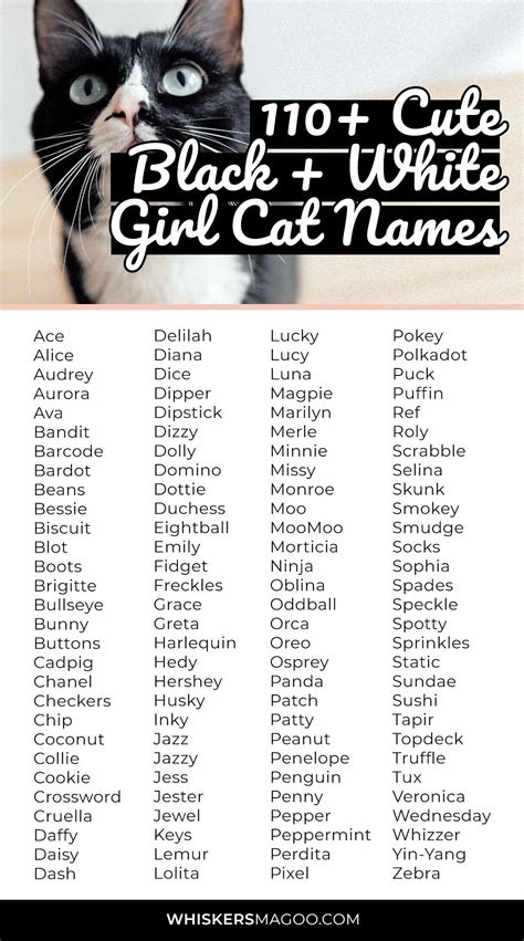 110 cute black and white cat names for girl cats – Artofit