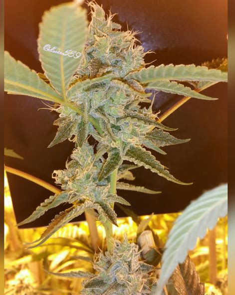 Thug Pug OG from ThugPug Genetics | strains.io | cannabis marijuana strain info