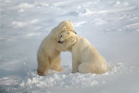 Bear Hug by Thomas D. Mangelsen