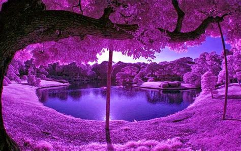 🔥 Download HD Wallpaper Desktop Purple Tree by @vandrews83 | Wallpapers Purple Desktop Quotes ...