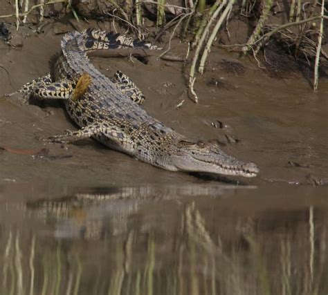 Wildlife sanctuaries and animal shelters in Myanmar - MYANMORE