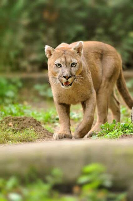 Cougar Facts for Kids - The Facts Vault