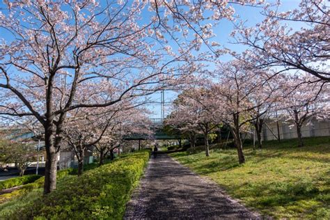 Arakawa River Cherry Blossoms in Japan Tokyo Stock Photo - Image of kanto, landscape: 174627086