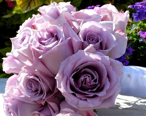 Lavender Roses Images ~ Lavender Song Ocean Roses Rose Purple Flower ...