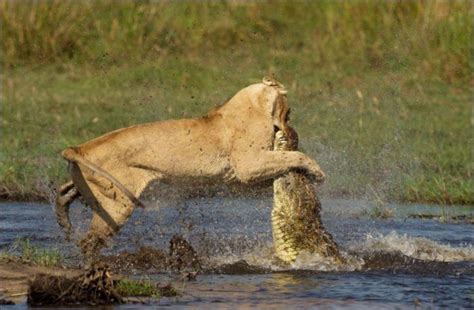 Lion vs crocodile (11 pics) | Amazing Creatures