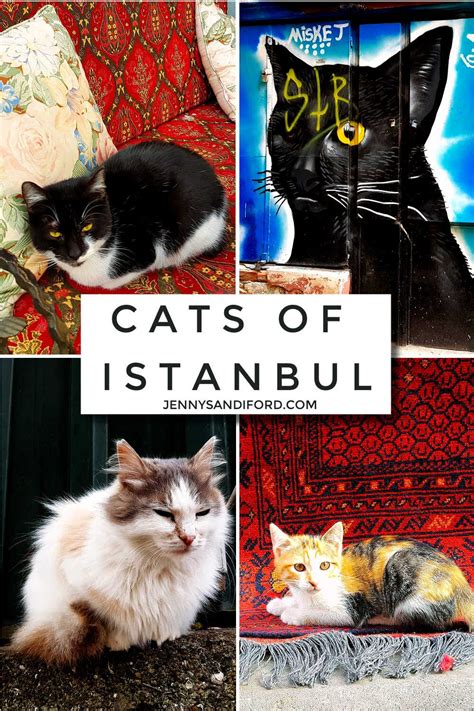 Cats of Istanbul- with tips for your first time visit to Istanbul ...