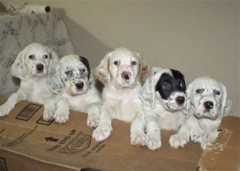 English Setter Puppies For Sale | Croswell, MI #265439