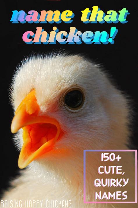 150+ unique chicken names to choose for your flock!