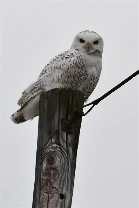 Snowy Owl in Roscommon, MI | Owl, Snowy owl, Roscommon