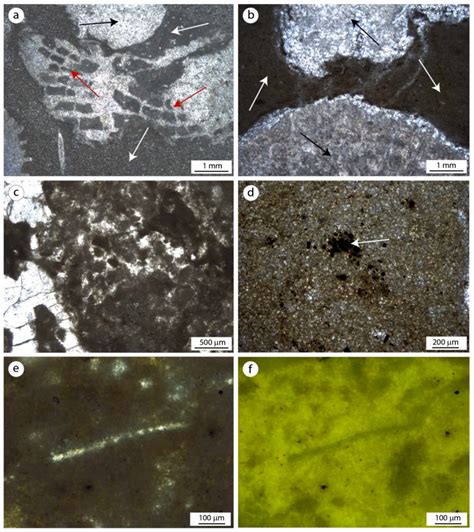 Micrite Thin Section