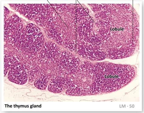 Lymphatic Thymus Gland Histology Diagram Quizlet | The Best Porn Website