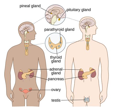 Endocrine system - Study in China 2022 - Wiki English