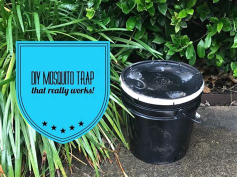 DIY Mosquito Trap with a 3 or 5 Gallon Bucket - Gardening Channel ...