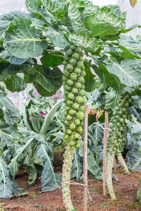 Do You Know How Brussels Sprouts Grow? | Køkkenhave, Haveideer, Grøntsager