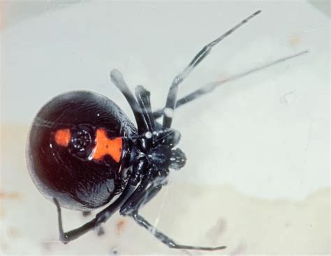 The Mating-Feeding Connection in Black Widow Spiders: Secrets Unveiled