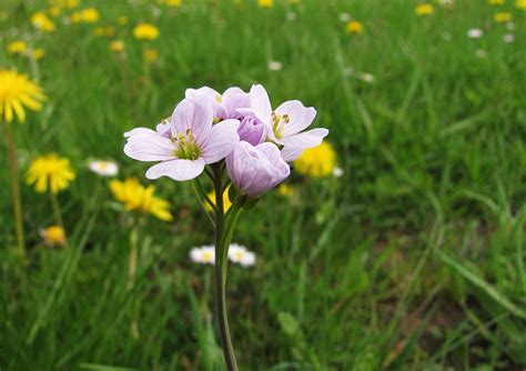Coucou Flower Carte Des Amines - Photo gratuite sur Pixabay