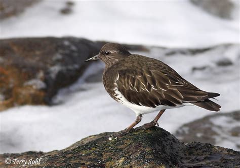 Black Turnstone Photo - Photograph - Picture