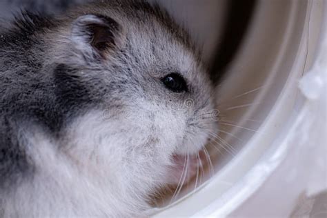 Campbell`s dwarf hamster stock photo. Image of isolated - 195402440