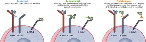 Understanding the immune landscape in atopic dermatitis: The era of biologics and emerging ...