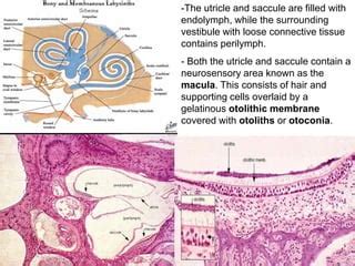 Otoliths Histology