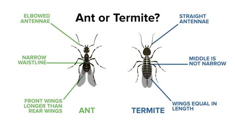 How To Treat Termites In Wood Floor: Best Ways