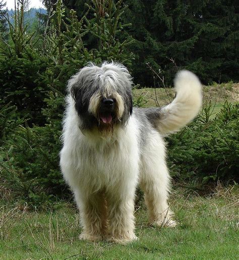 Mioritic Shepherd~ Amazing dogs but not for the novice dog owner | Massive dogs, Best dogs ...