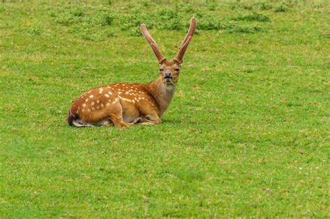 Guided Sika Deer Hunts by LONE OAK ADVENTURES