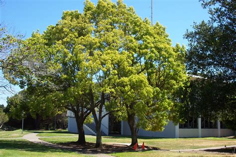 Cinnamomum camphora - Camphor Tree Camphor Oil, Back Gardens, Health Benefits, Sidewalk ...