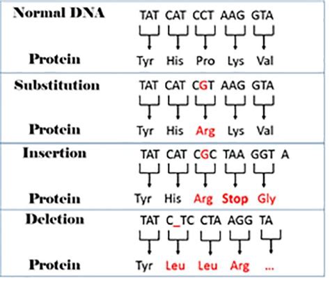 All Sorts of Mutations: Changes in the Genetic Code - Lesson | Mutation ...