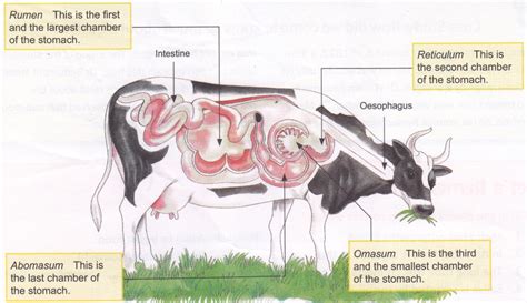 cow digestive system diagram Archives - A Plus Topper