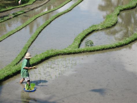 File:Ubud RiceFields.JPG - Wikitravel