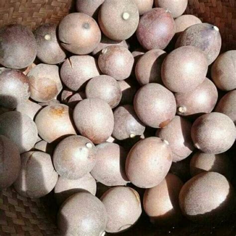 Jual Buah Kepel Terlengkap & Harga Terbaru Maret 2023 | Shopee Indonesia