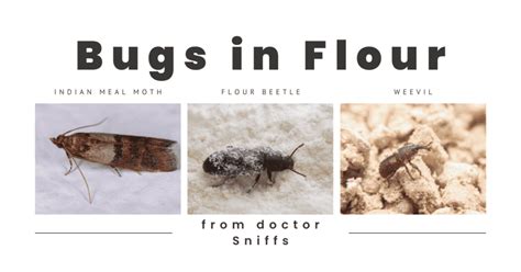 10 Examples of Bugs in Flour - A Mini Guide