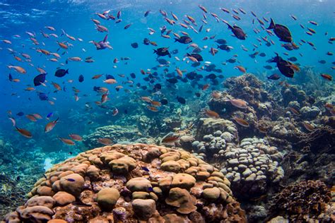 Restoring Coral Reefs | NOAA Fisheries