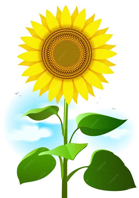 Ilustración de girasol Dibujos animados de dibujo de flores, hojas y ...