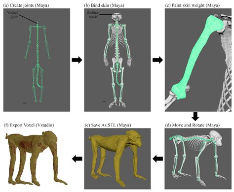 Chimpanzee Anatomy