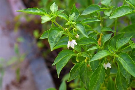 Chilli Flower Drop (Pepper/Mirchi), Causes, Control Methods | Agri Farming