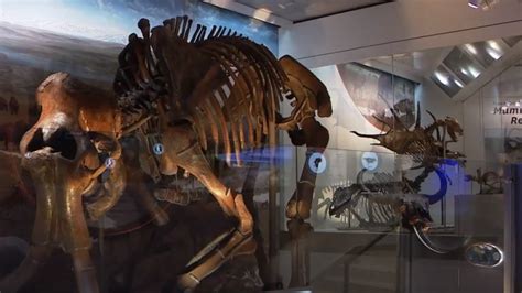 Smithsonian's newly renovated Dinosaur Hall exhibit opens Saturday | WJLA