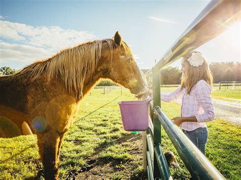 Know the reasons to select the best senior horse feed for older horses ...