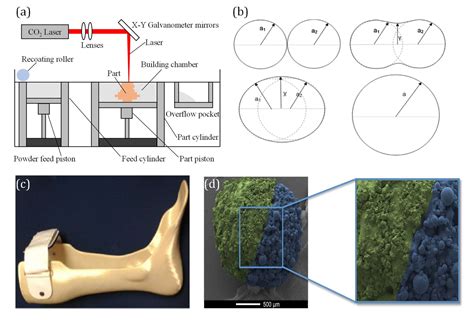 Advances in selective laser sintering of polymers