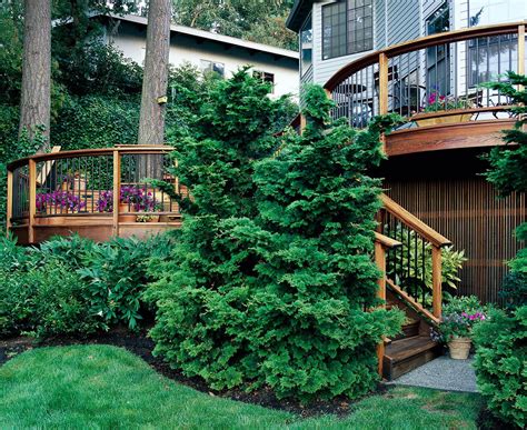 25 Best Evergreen Trees for Privacy and Year-Round Greenery