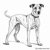Greyhound Coloring Pages  Free & Printable sketch template