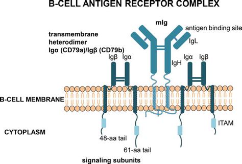 Introductory Chapter: B-Cells | IntechOpen