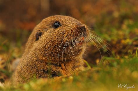 Tuco tuco del Maule (Ctenomys maulinus) | El Tuco tuco del M… | Flickr