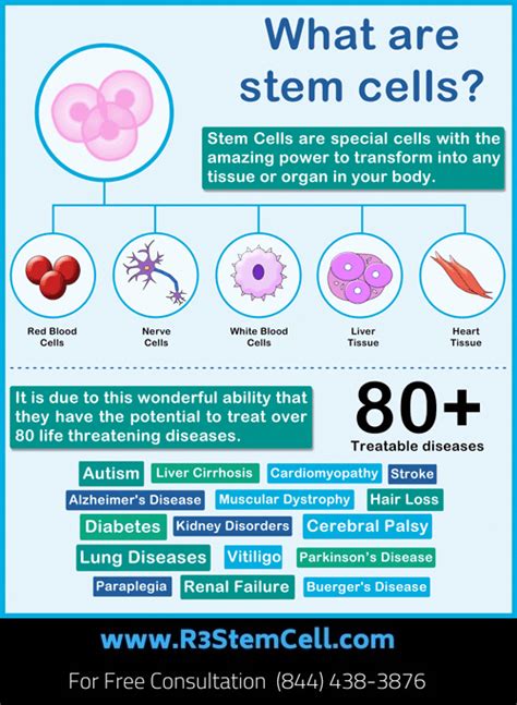 Get benefits of stem cells at R3 stem cell Florida. #cordbloodtype | What is stem, Stem cell ...