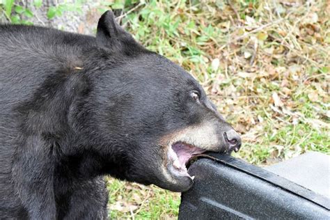 Florida Bears more ACTIVE this time of year | Share the Outdoors