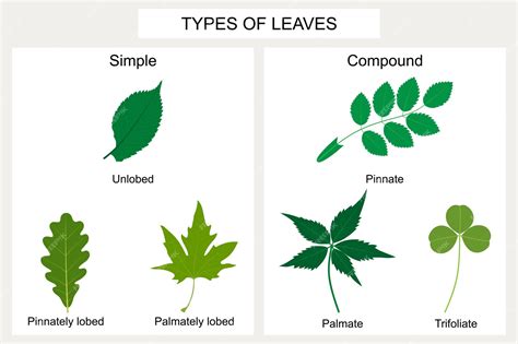 Premium Vector | Types of leaves Simple leaves and compound leaves