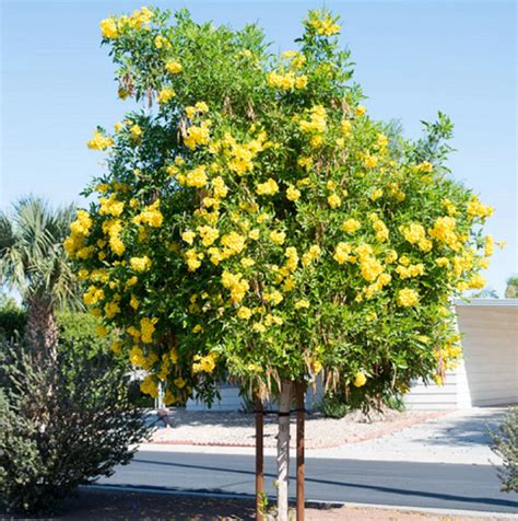 Tecoma Stans Plant Seed Yellow Trumpetbush Yellow Bells - Etsy Ireland