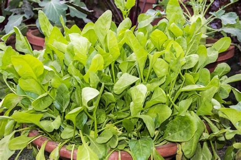 How to Successfully Grow Spinach Indoors - Gardenia Organic