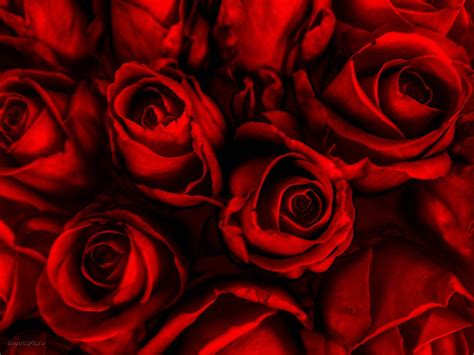 Red Roses Wallpaper